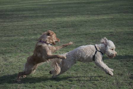 20250404_Macro and Dog Park_DSC_0311_.jpg