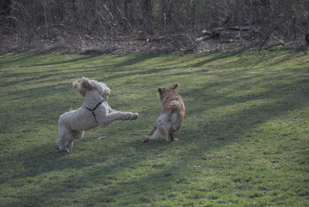 20250404_Macro and Dog Park_DSC_0312_.jpg