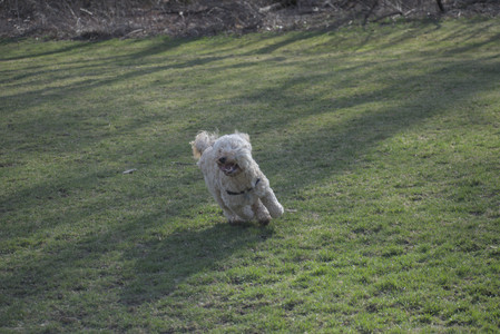 20250404_Macro and Dog Park_DSC_0313_.jpg