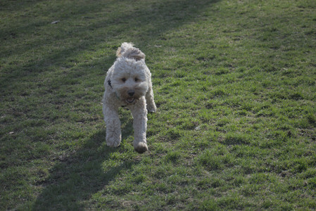 20250404_Macro and Dog Park_DSC_0314_.jpg