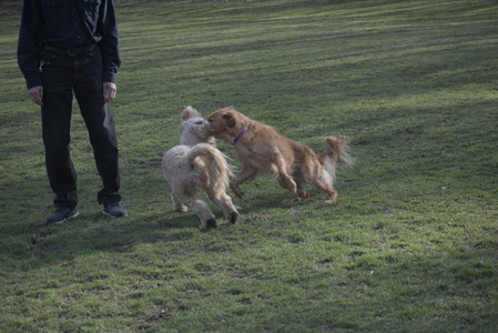 20250404_Macro and Dog Park_DSC_0316_.jpg