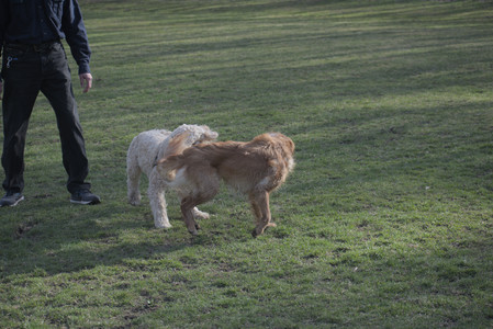 20250404_Macro and Dog Park_DSC_0317_.jpg