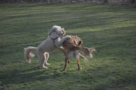 20250404_Macro and Dog Park_DSC_0318_.jpg