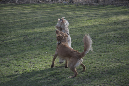 20250404_Macro and Dog Park_DSC_0319_.jpg