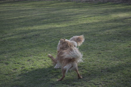 20250404_Macro and Dog Park_DSC_0320_.jpg
