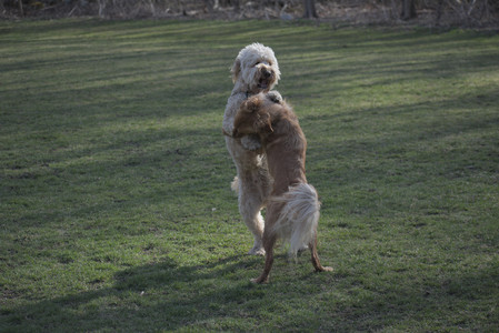 20250404_Macro and Dog Park_DSC_0321_.jpg