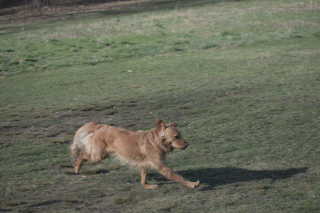 20250404_Macro and Dog Park_DSC_0328_.jpg