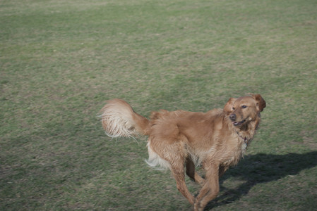 20250404_Macro and Dog Park_DSC_0329_.jpg