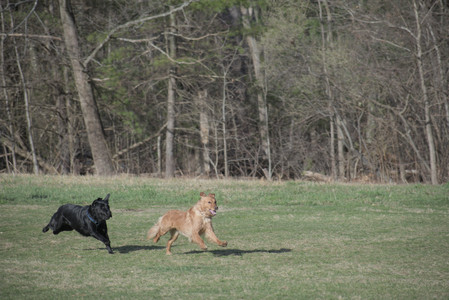 20250404_Macro and Dog Park_DSC_0345_.jpg
