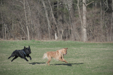 20250404_Macro and Dog Park_DSC_0346_.jpg