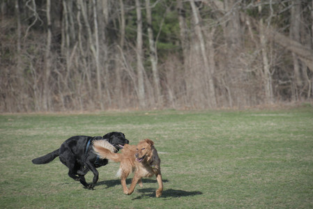 20250404_Macro and Dog Park_DSC_0347_.jpg
