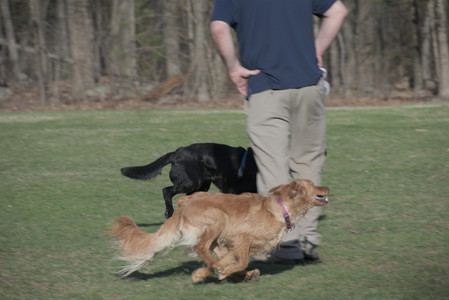 20250404_Macro and Dog Park_DSC_0348_.jpg
