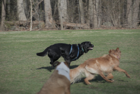 20250404_Macro and Dog Park_DSC_0349_.jpg