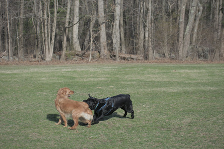 20250404_Macro and Dog Park_DSC_0357_.jpg