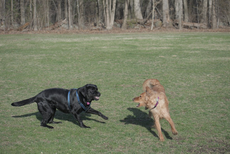 20250404_Macro and Dog Park_DSC_0358_.jpg