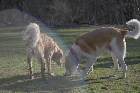 20250404_Macro and Dog Park_DSC_0365_.jpg