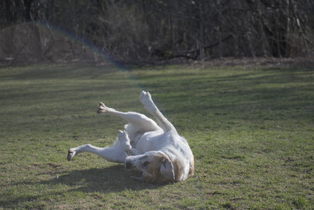 20250404_Macro and Dog Park_DSC_0366_.jpg
