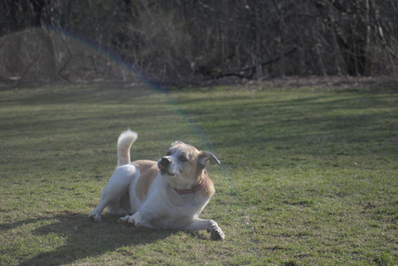 20250404_Macro and Dog Park_DSC_0367_.jpg
