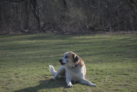 20250404_Macro and Dog Park_DSC_0368_.jpg