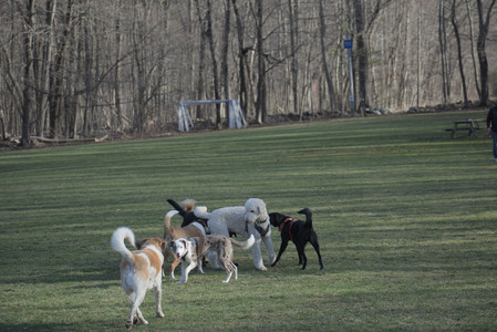 20250404_Macro and Dog Park_DSC_0373_.jpg