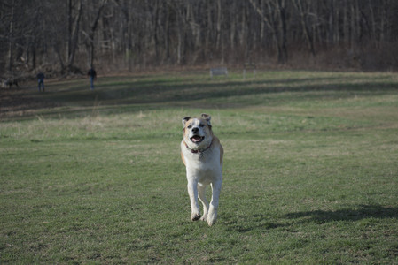 20250404_Macro and Dog Park_DSC_0384_.jpg