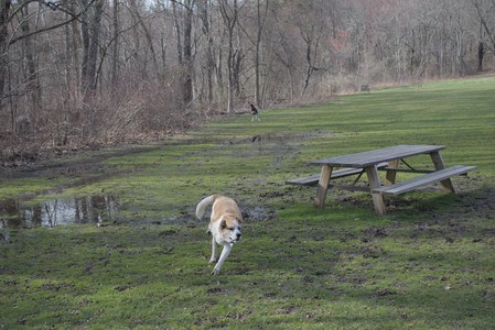 20250408_Dog Park et alia_DSC_0750_.jpg