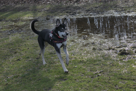 20250408_Dog Park et alia_DSC_0753_.jpg