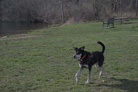 20250408_Dog Park et alia_DSC_0754_.jpg