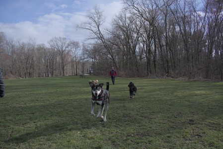 20250408_Dog Park et alia_DSC_0756_.jpg