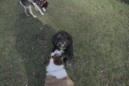 20250408_Dog Park et alia_DSC_0758_.jpg