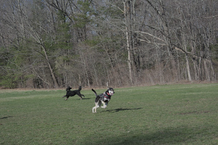 20250408_Dog Park et alia_DSC_0762_.jpg