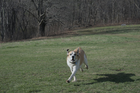 20250408_Dog Park et alia_DSC_0773_.jpg