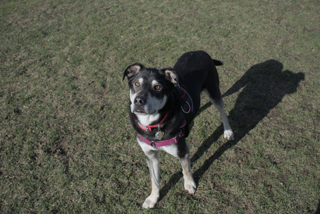 20250408_Dog Park et alia_DSC_0783_.jpg
