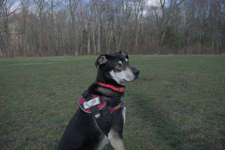 20250408_Dog Park et alia_DSC_0787_.jpg