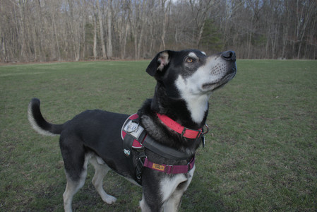 20250408_Dog Park et alia_DSC_0788_.jpg