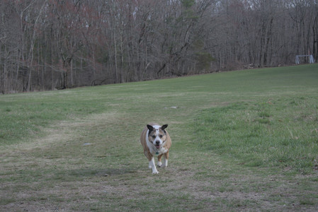 20250408_Dog Park et alia_DSC_0792_.jpg