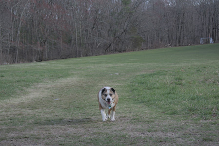 20250408_Dog Park et alia_DSC_0793_.jpg