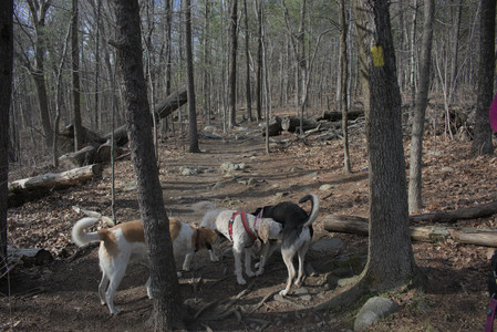 20250408_Dog Park et alia_DSC_0800_.jpg