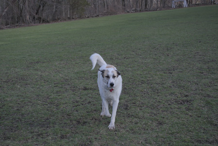 20250408_Dog Park et alia_DSC_0814_.jpg