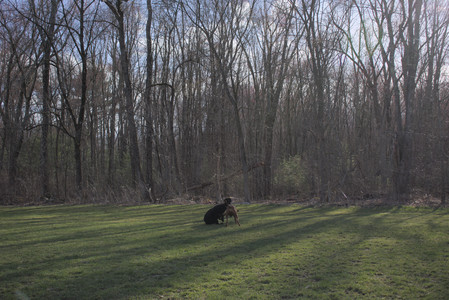 20250408_Dog Park et alia_DSC_0816_.jpg