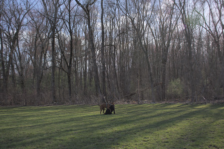 20250408_Dog Park et alia_DSC_0817_.jpg