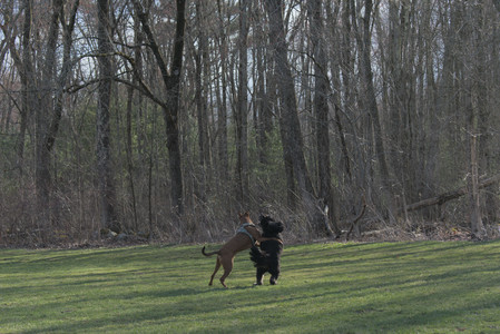 20250408_Dog Park et alia_DSC_0819_.jpg