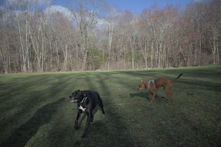 20250408_Dog Park et alia_DSC_0824_.jpg