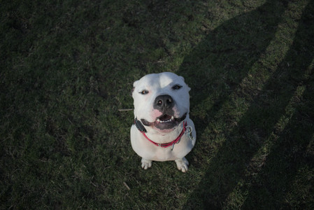 20250408_Dog Park et alia_DSC_0840_.jpg