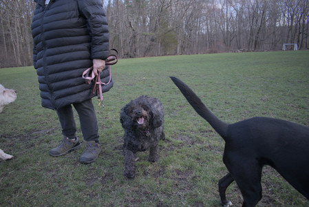 20250408_Dog Park et alia_DSC_0844_.jpg