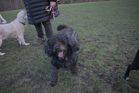 20250408_Dog Park et alia_DSC_0845_.jpg