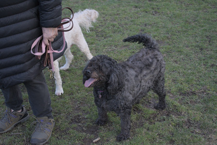 20250408_Dog Park et alia_DSC_0848_.jpg