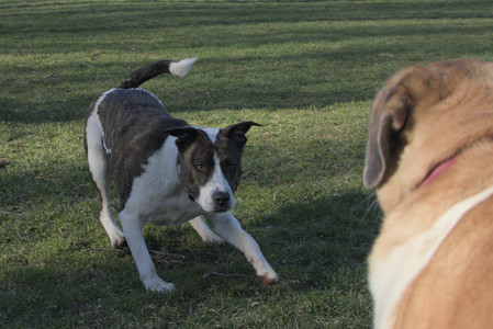 20250409_Dog Park_DSC_0076_.jpg