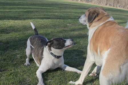 20250409_Dog Park_DSC_0078_.jpg