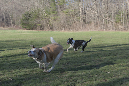 20250409_Dog Park_DSC_0082_.jpg